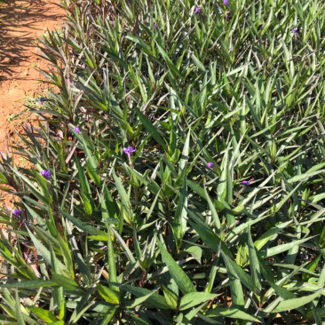 翠芦莉高度15-20福建漳州翠芦莉厂家直销