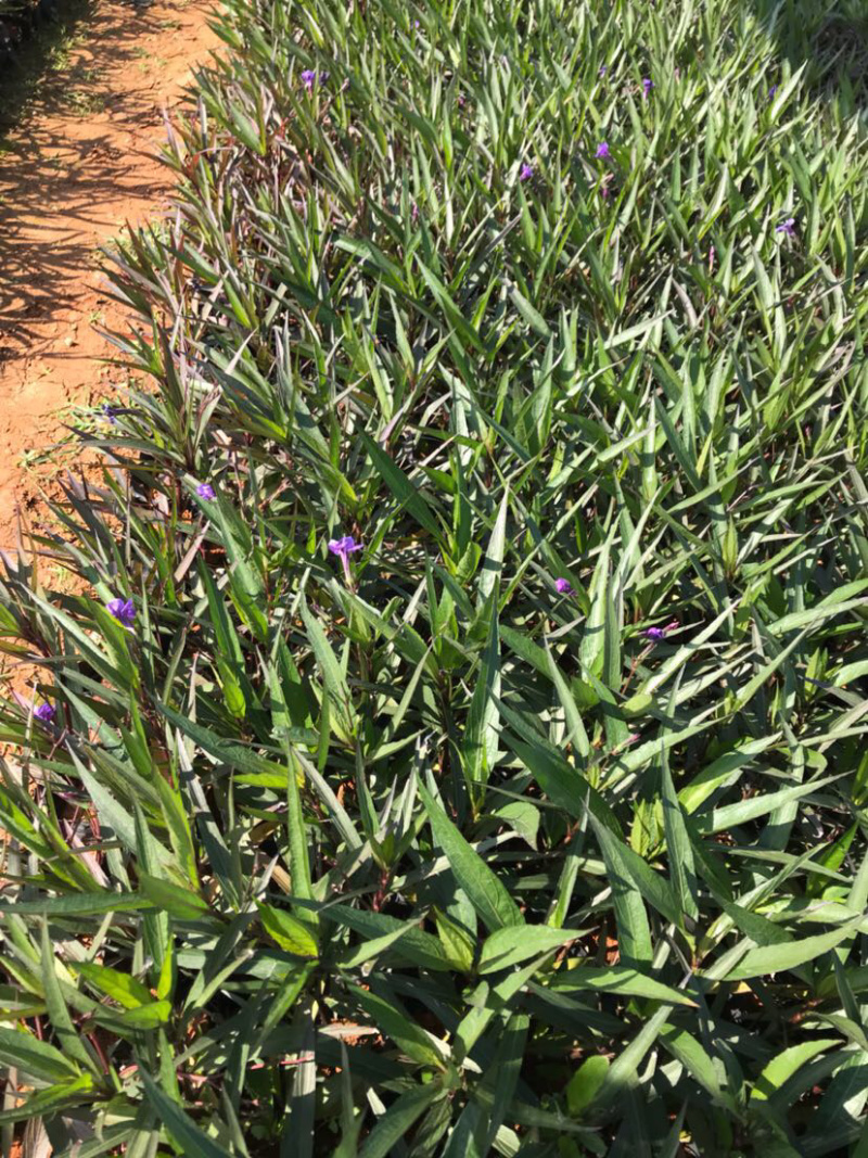 翠芦莉高度15-20福建漳州翠芦莉厂家直销