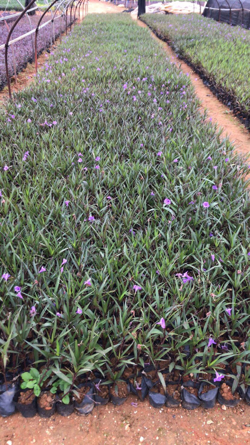 翠芦莉高度15-20福建漳州翠芦莉厂家直销