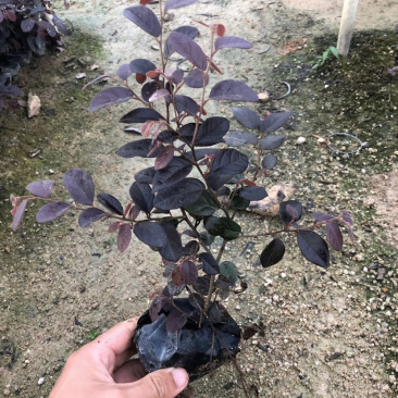 红花继木高度15-30福建漳州红花继木厂家批发