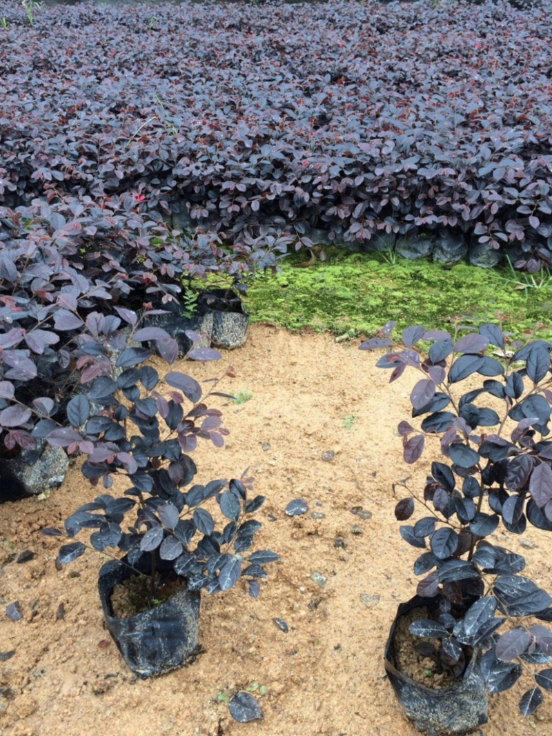 红花继木高度15-30福建漳州红花继木厂家批发