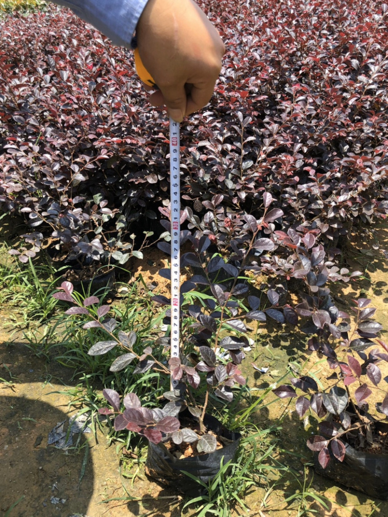 红花继木高度15-30福建漳州红花继木厂家批发