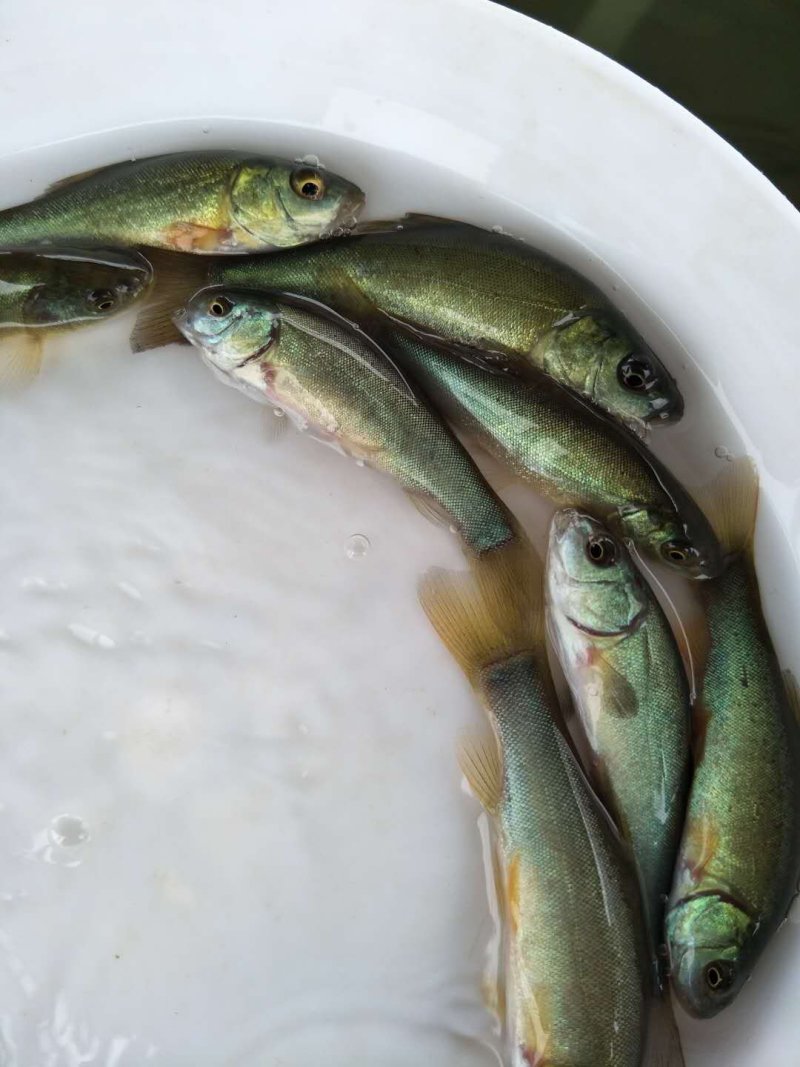 丁桂鱼苗丁贵鱼苗杂食，耐寒，可送货上门