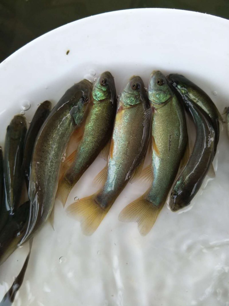 丁桂鱼苗丁贵鱼苗杂食，耐寒，可送货上门