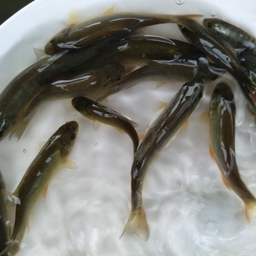 丁桂鱼苗丁贵鱼苗杂食，耐寒，可送货上门