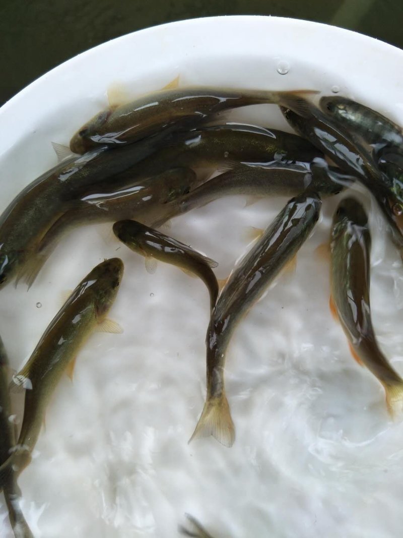 丁桂鱼苗丁贵鱼苗杂食，耐寒，可送货上门