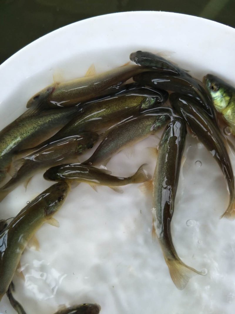 丁桂鱼苗丁贵鱼苗杂食，耐寒，可送货上门