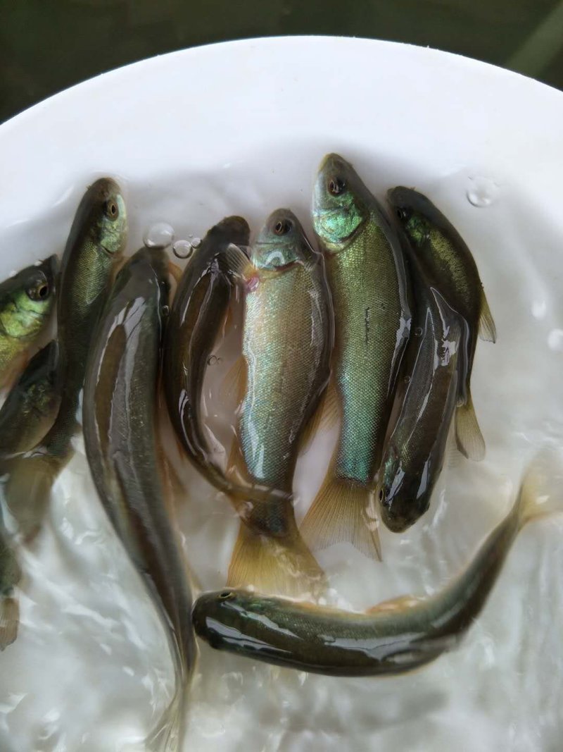 丁桂鱼苗丁贵鱼苗杂食，耐寒，可送货上门