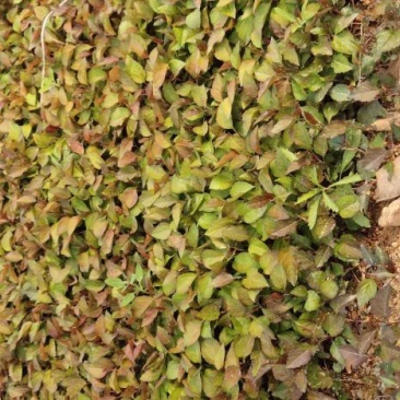 田茶小水苗