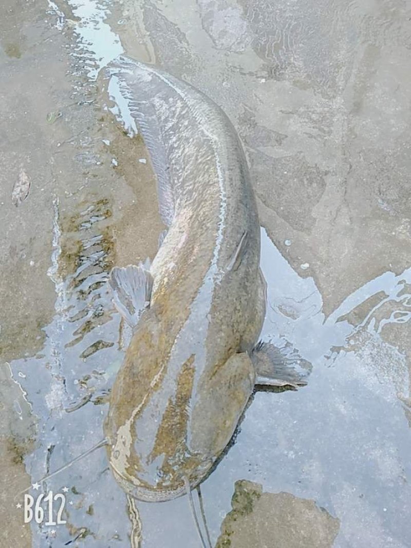 鲶鱼