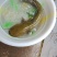 鲶鱼