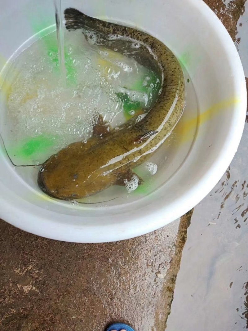 鲶鱼