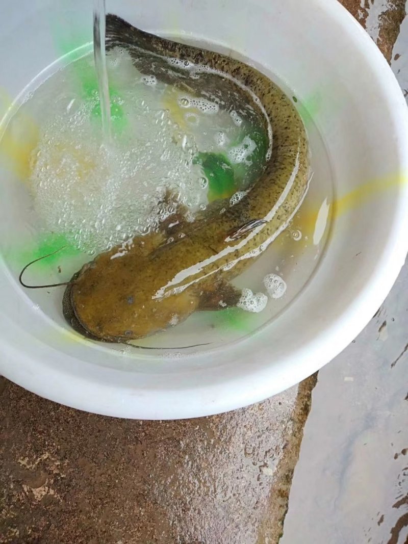 鲶鱼