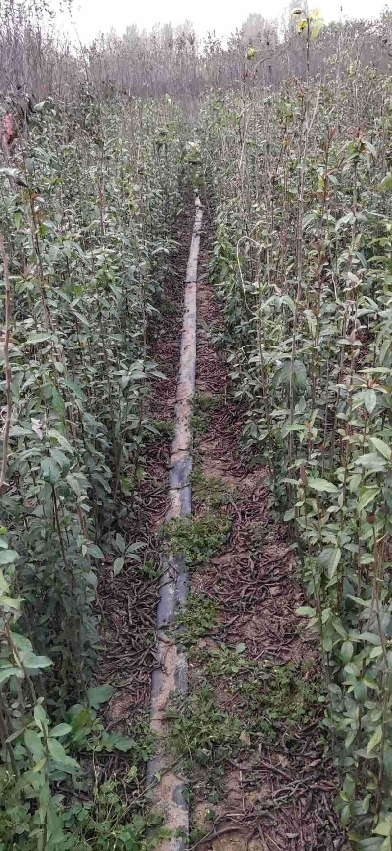 木瓜苗