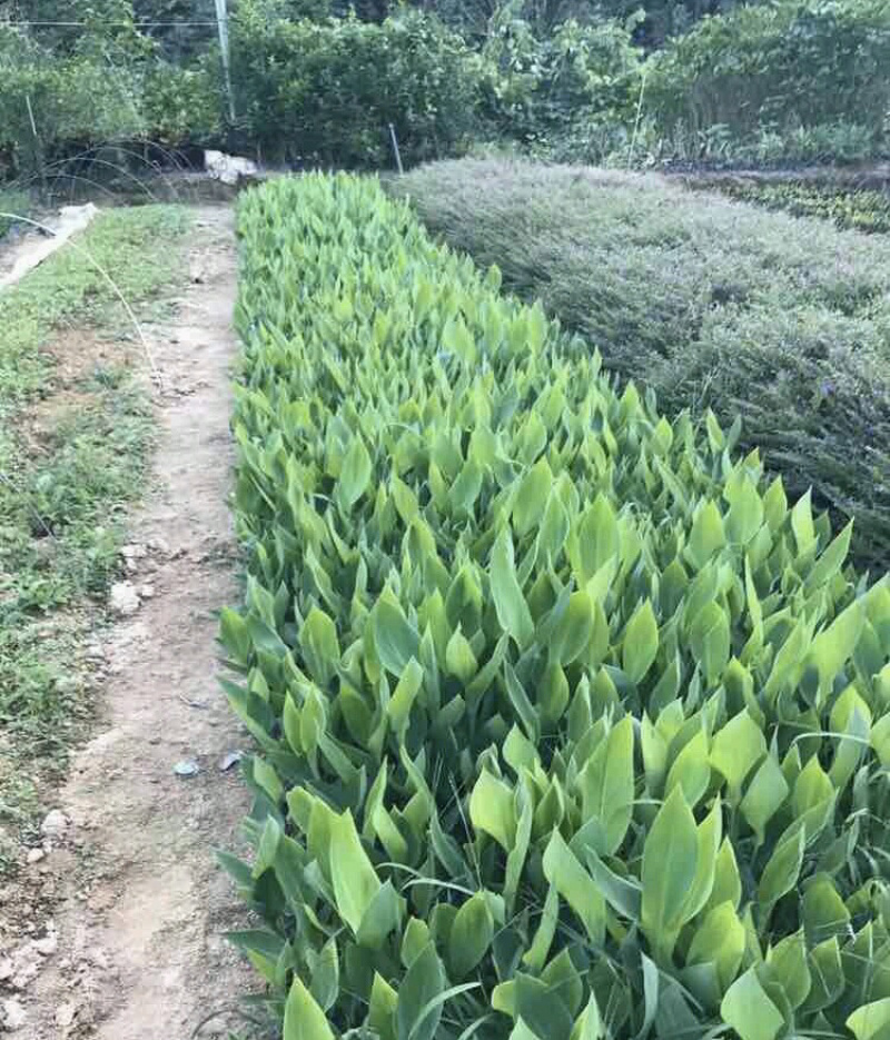 美人蕉高度15-30福建漳州美人蕉厂家批发