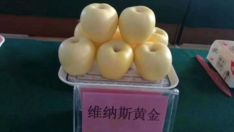 维纳斯苹果苗