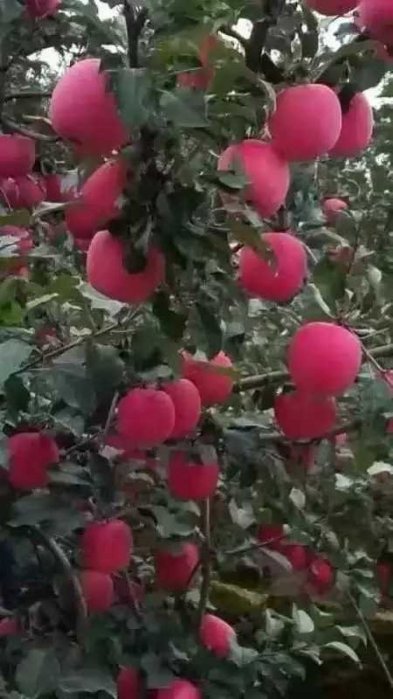维纳斯苹果苗