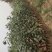 维纳斯苹果苗