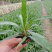 蓝花莉高度15-20福建漳州蓝花莉厂家批发