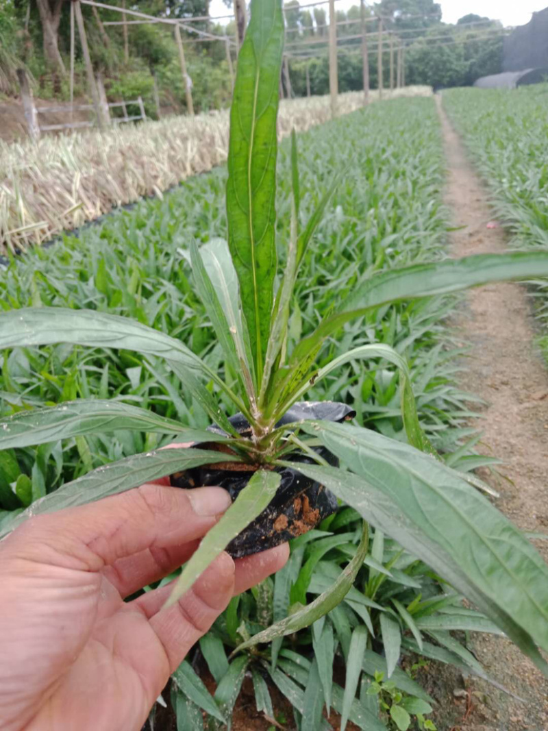 蓝花莉高度15-20福建漳州蓝花莉厂家批发