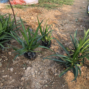 蓝花莉高度15-20福建漳州蓝花莉厂家批发