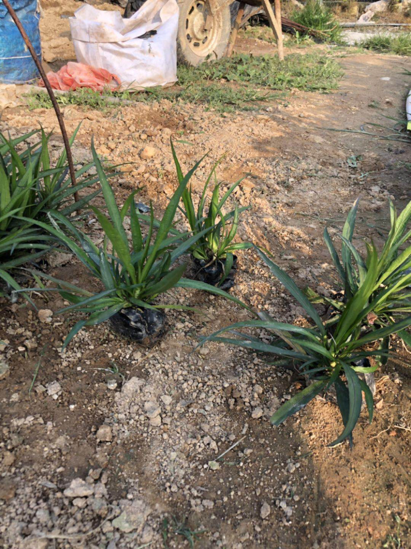 蓝花莉高度15-20福建漳州蓝花莉厂家批发