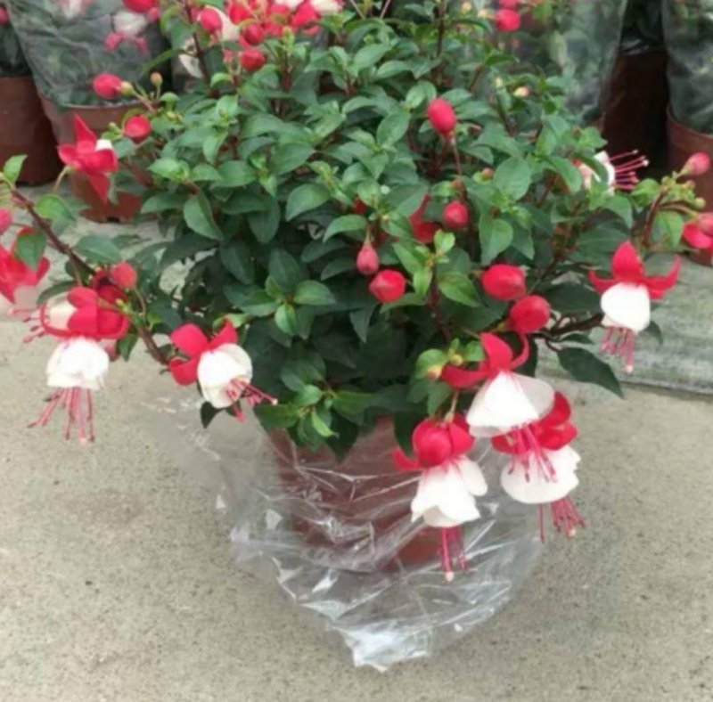 灯笼花倒挂金钟花苗室内庭院阳台花卉花苗四季开