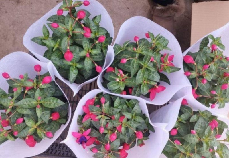 灯笼花倒挂金钟花苗室内庭院阳台花卉花苗四季开