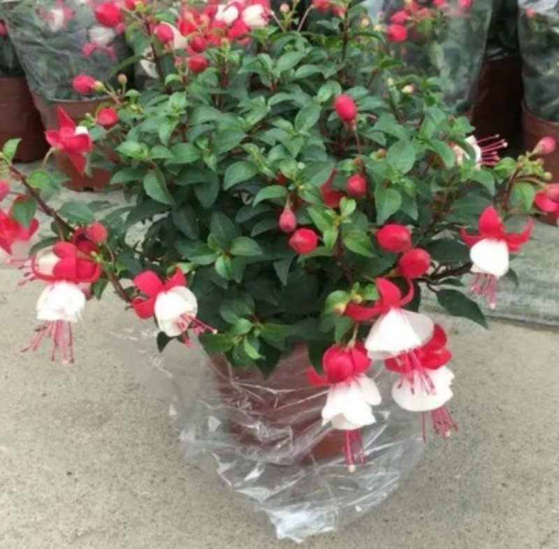 灯笼花倒挂金钟花苗室内庭院阳台花卉花苗四季开