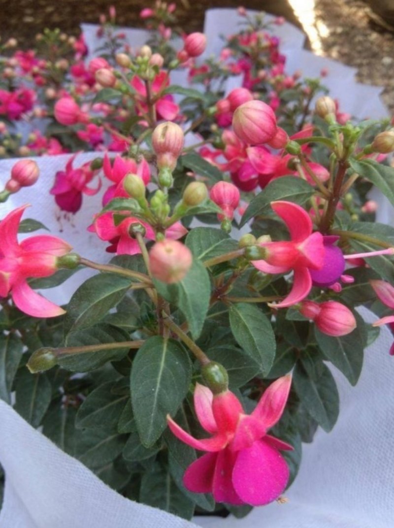 灯笼花倒挂金钟花苗室内庭院阳台花卉花苗四季开