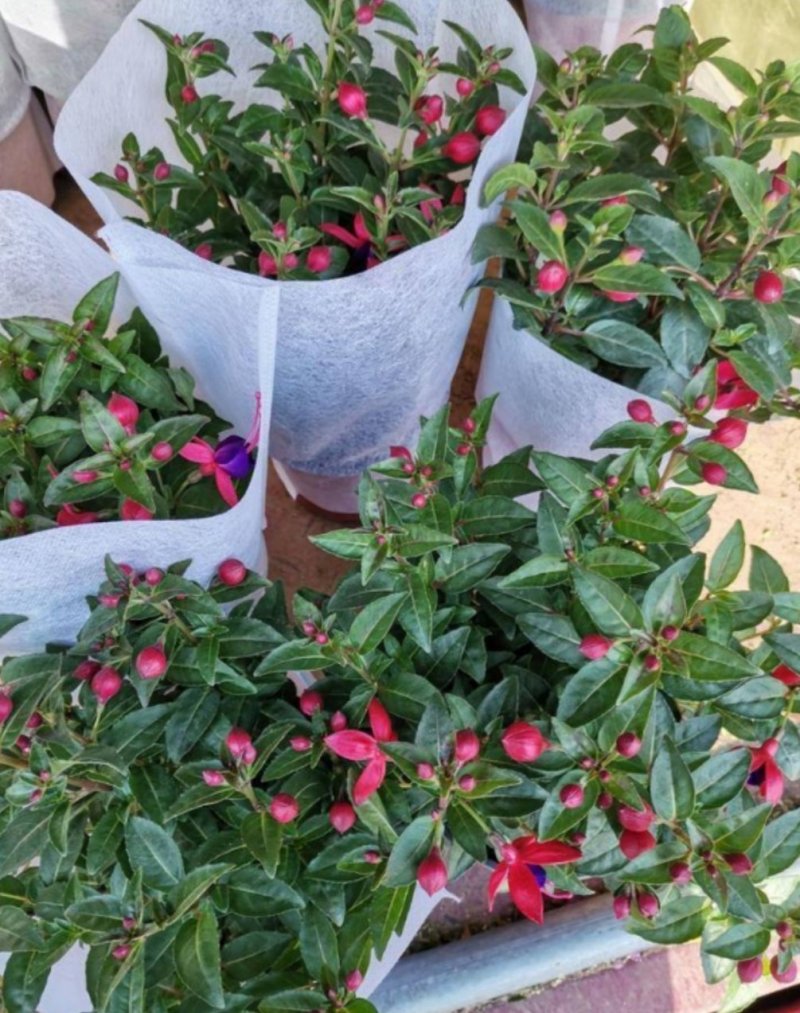 灯笼花倒挂金钟花苗室内庭院阳台花卉花苗四季开