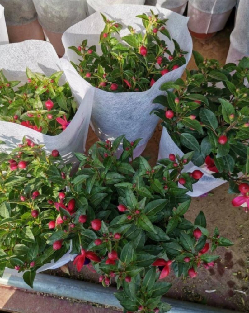 灯笼花倒挂金钟花苗室内庭院阳台花卉花苗四季开