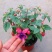 灯笼花倒挂金钟花苗室内庭院阳台花卉花苗四季开