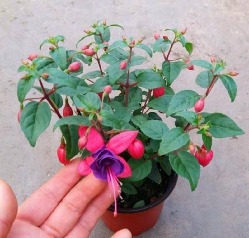 灯笼花倒挂金钟花苗室内庭院阳台花卉花苗四季开