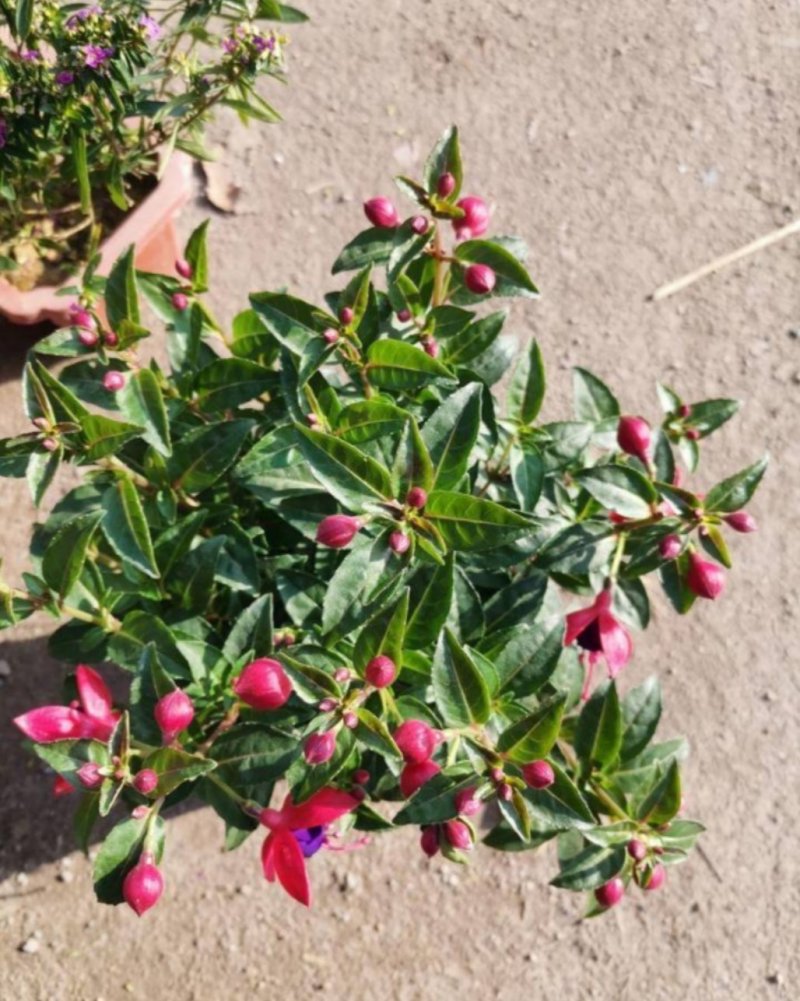 灯笼花倒挂金钟花苗室内庭院阳台花卉花苗四季开