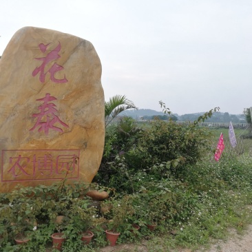 黄金百香果苗