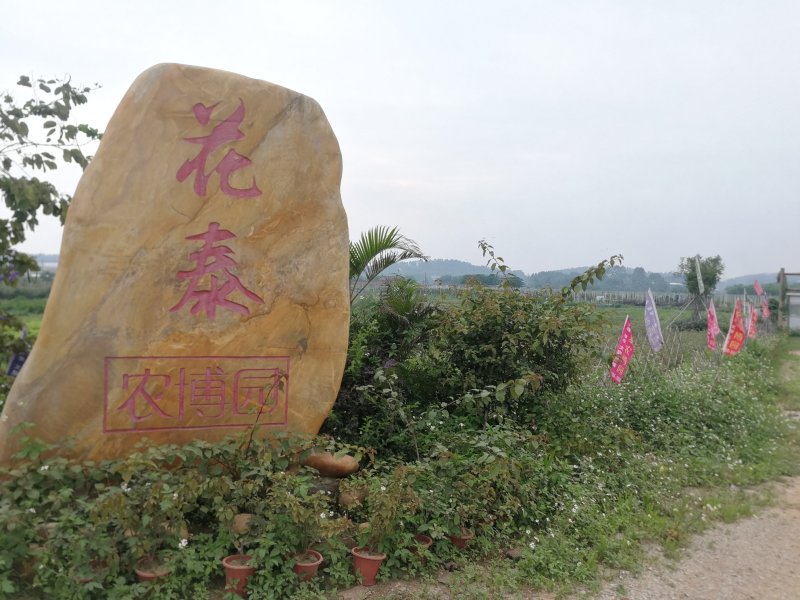 黄金百香果苗