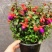 灯笼花倒挂金钟花苗室内庭院阳台花卉花苗四季开