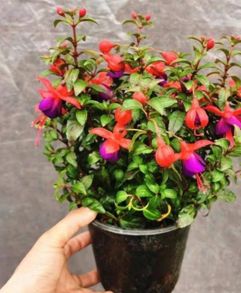 灯笼花倒挂金钟花苗室内庭院阳台花卉花苗四季开