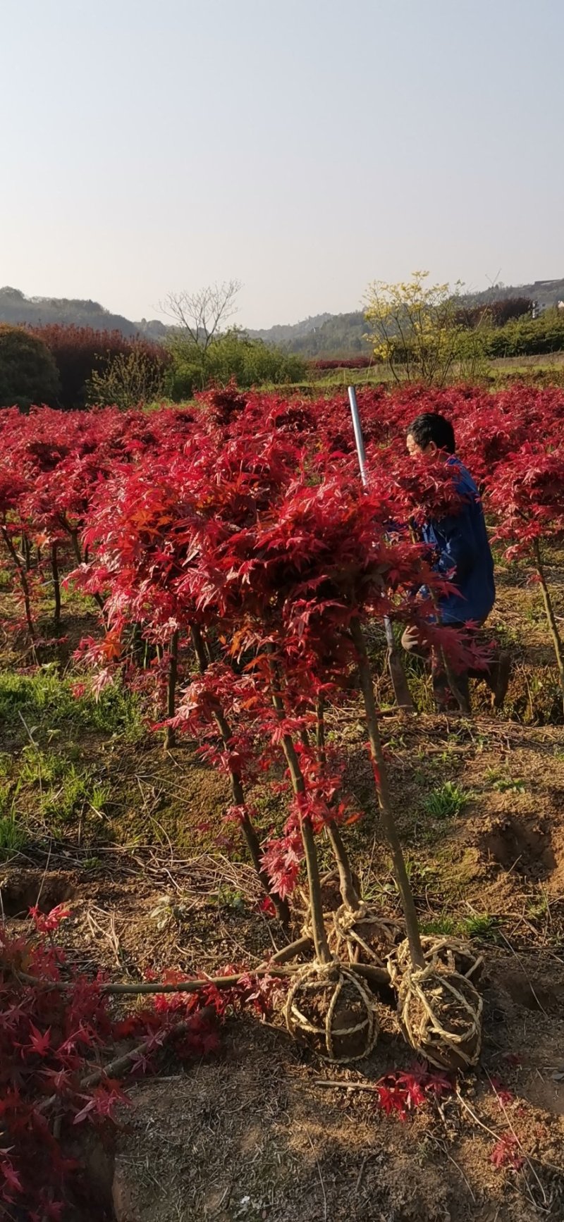 日本红枫红舞姬基地三季红枫四季红枫红枫盆景
