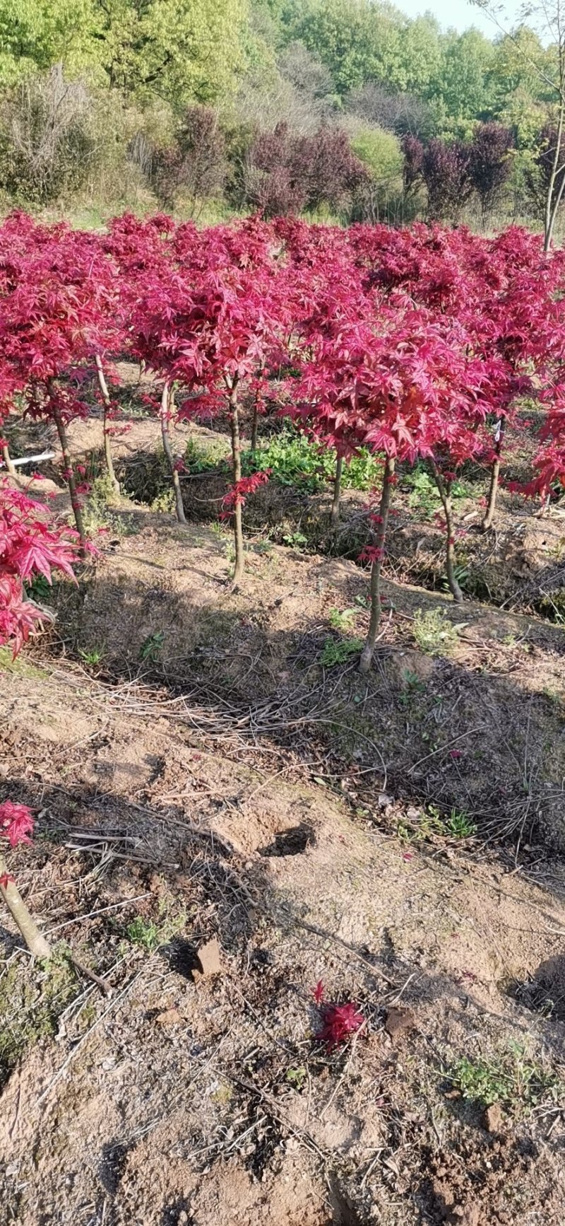 日本红枫红舞姬基地三季红枫四季红枫红枫盆景