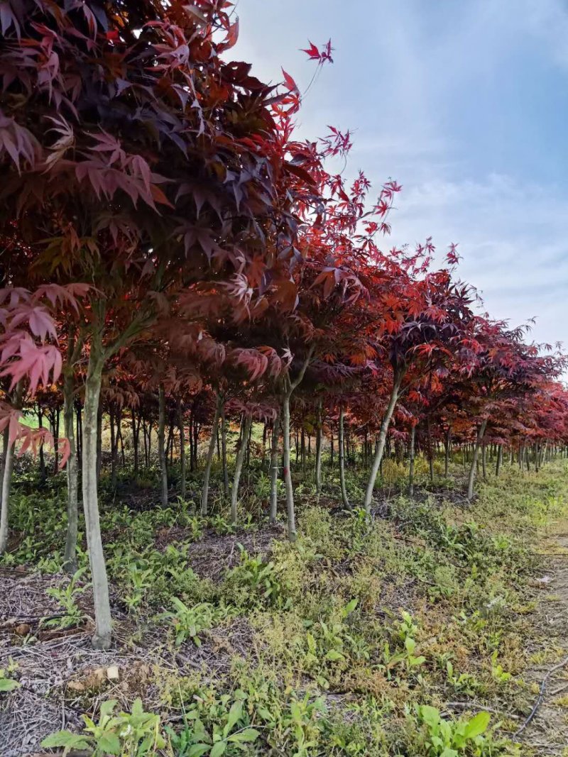 日本红枫红舞姬基地三季红枫四季红枫红枫盆景