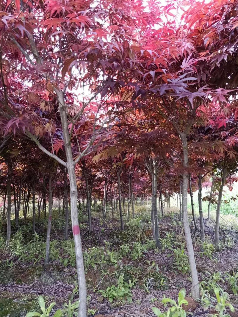 日本红枫红舞姬基地三季红枫四季红枫红枫盆景
