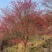 日本红枫红舞姬基地三季红枫四季红枫红枫盆景