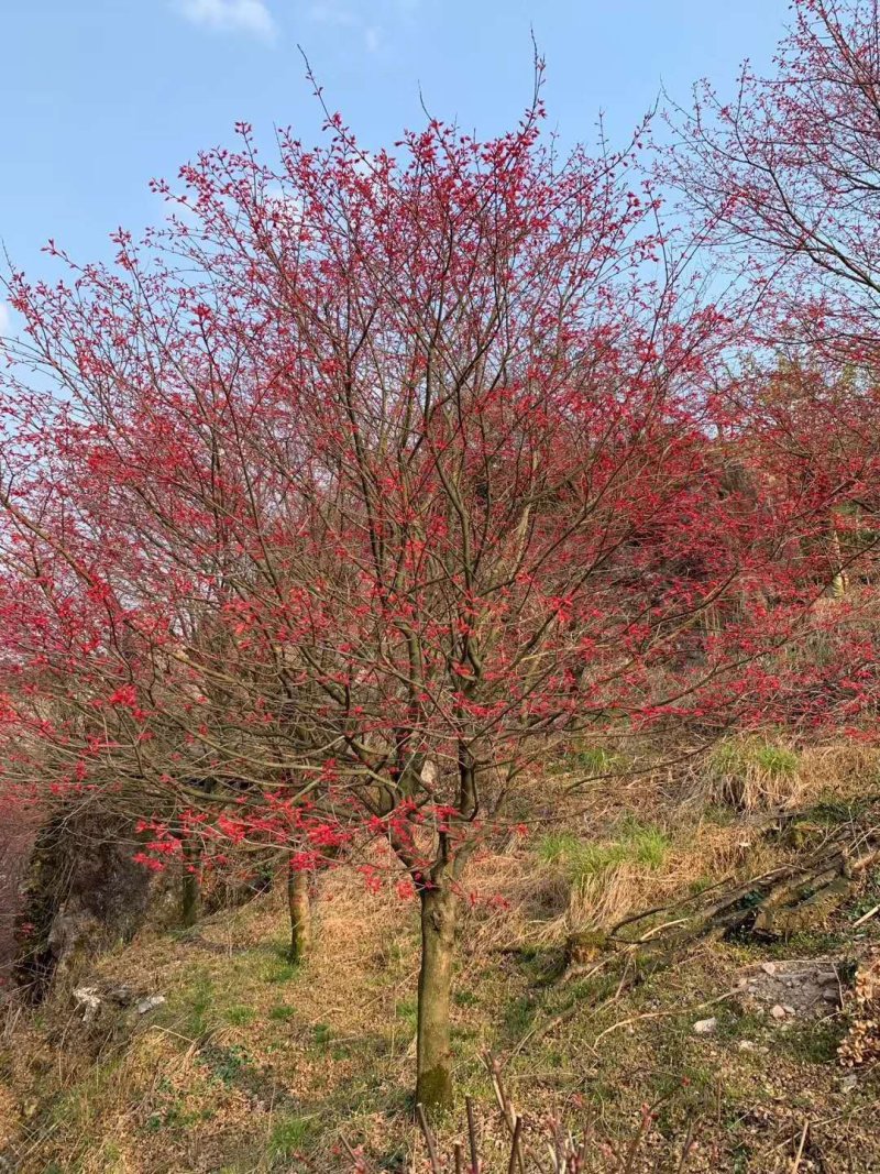 日本红枫红舞姬基地三季红枫四季红枫红枫盆景