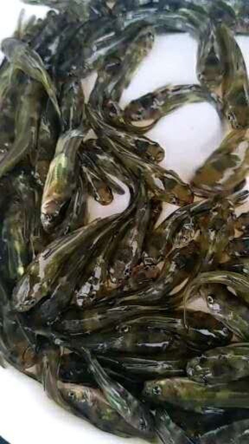 黄骨鱼苗黄颡鱼苗黄辣丁杂交黄骨鱼苗