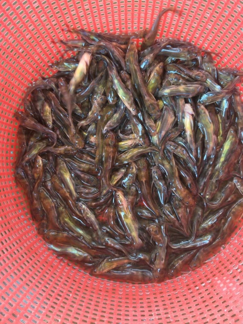 黄骨鱼苗黄颡鱼苗黄辣丁杂交黄骨鱼苗