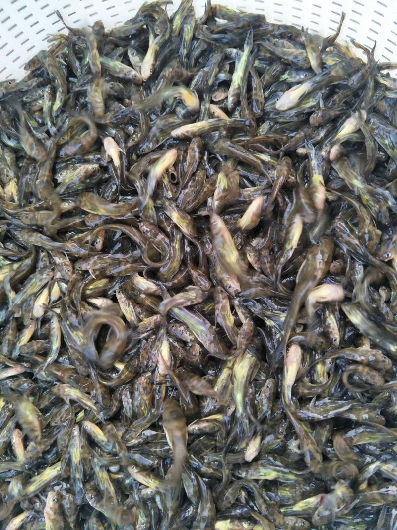 黄骨鱼苗黄颡鱼苗黄辣丁杂交黄骨鱼苗