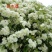 木香花黄木香红木香(量大1.7元)七里香阳台爬藤蔷薇