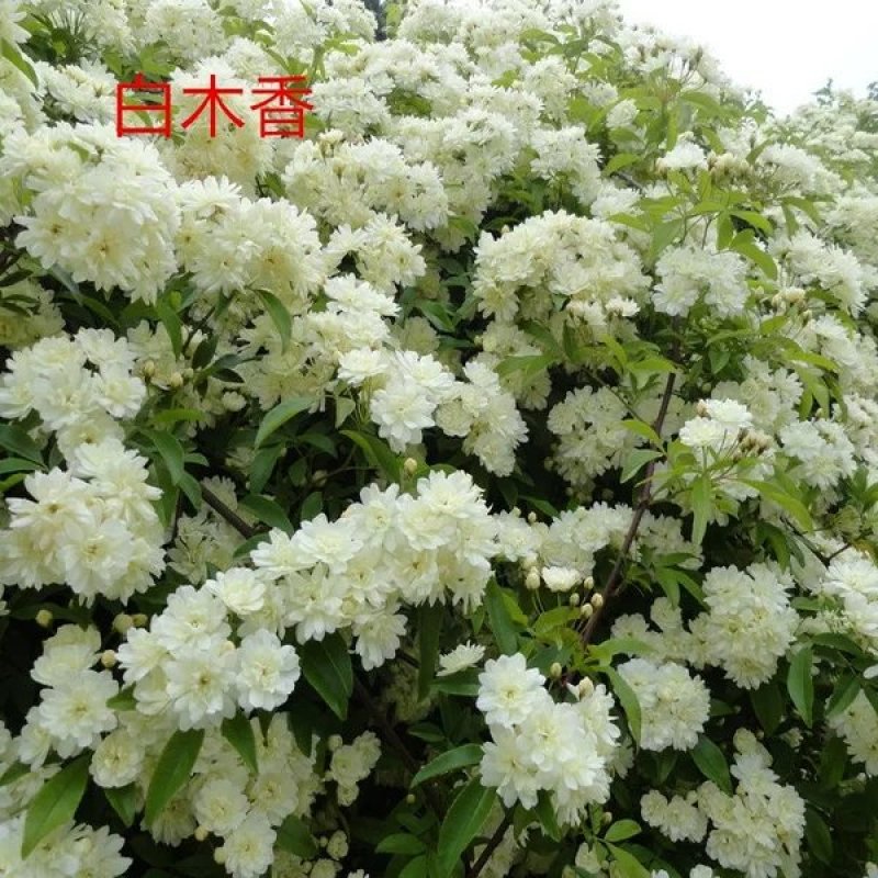 木香花黄木香红木香(量大1.7元)七里香阳台爬藤蔷薇